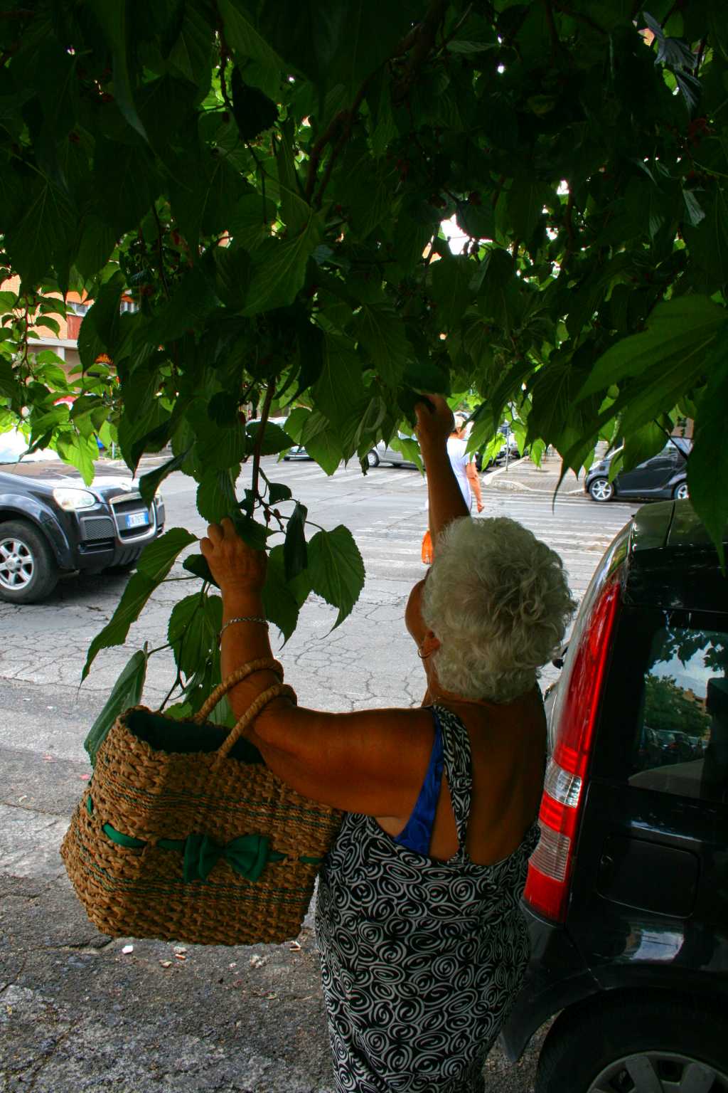 E'' tempo di gelsi a Ostia